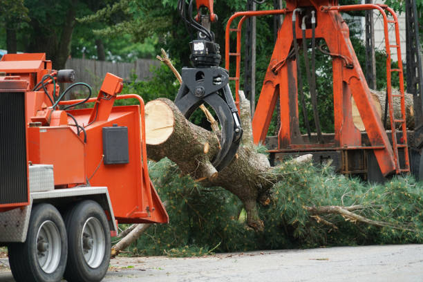 Best Tree Pruning Services  in Rockford, MI